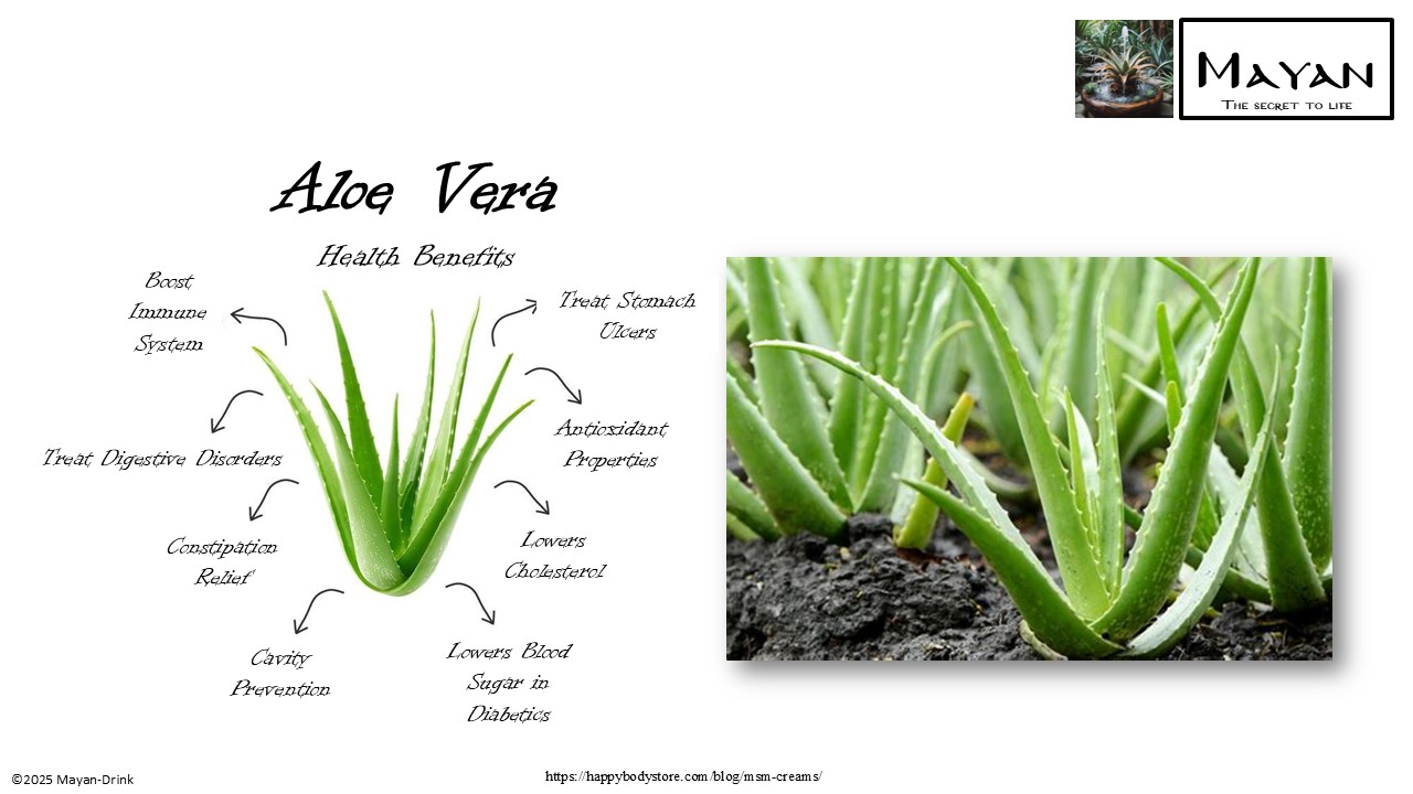 Aloe Vera source slide